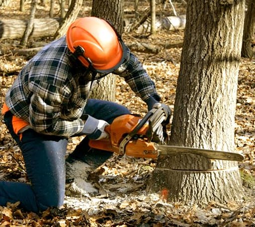Tree Removal in Enville, TN